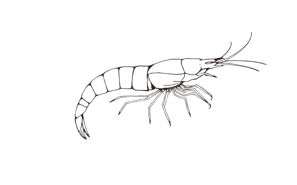 Line drawing of Black Tiger Prawn