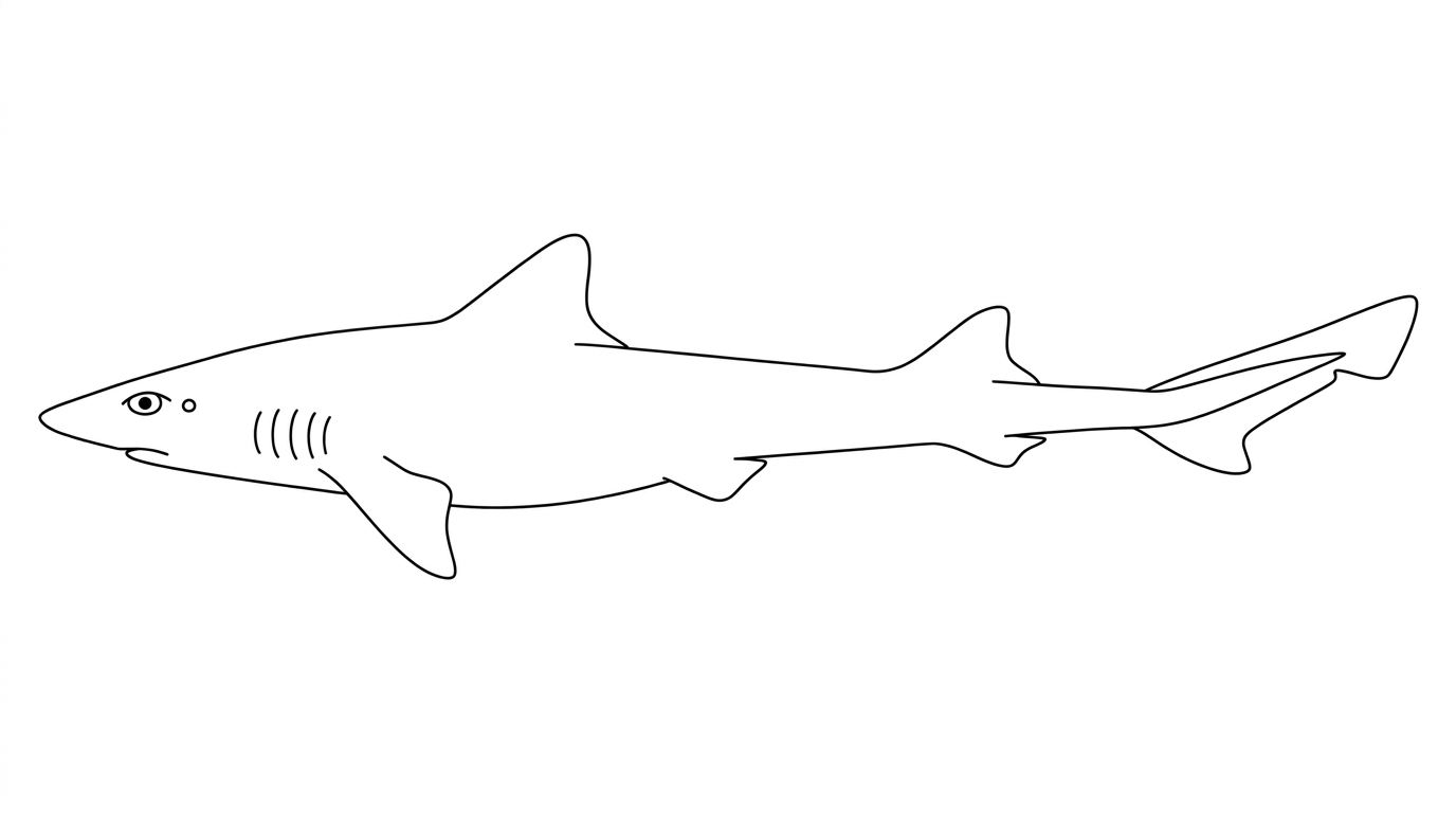 Line drawing of Gummy Shark (Flake)