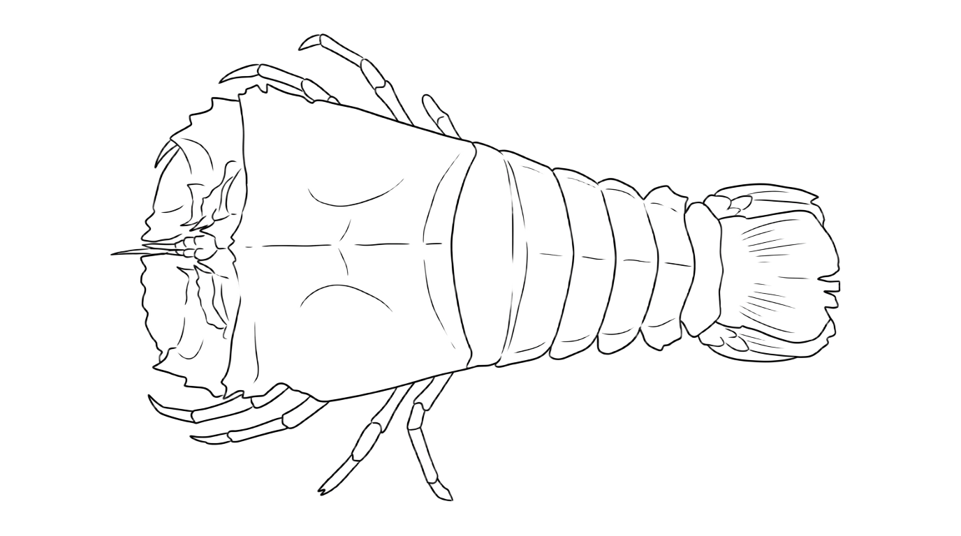 Line drawing of Moreton Bay Bug