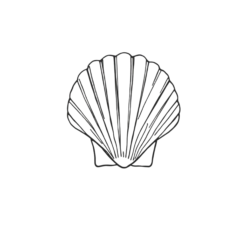 Line drawing of Ocean Scallop