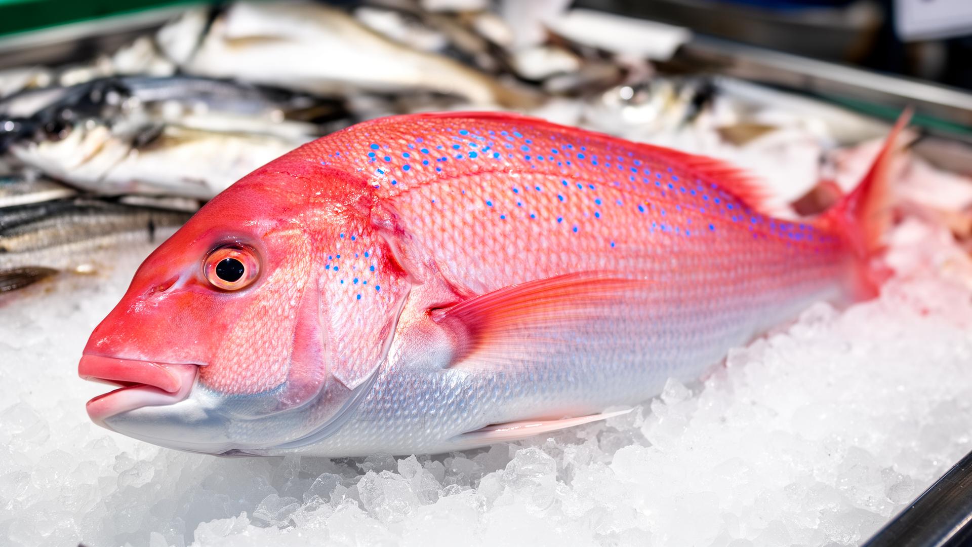 Fresh Pink Snapper on ice